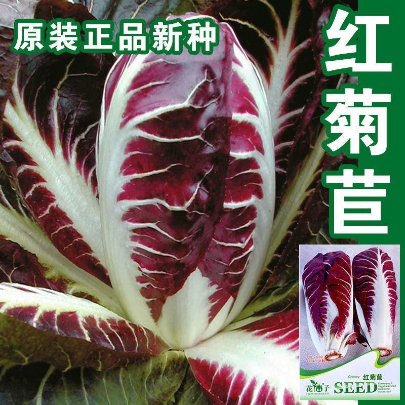 娃娃菜软化菊苣种子红结球菊苣种子菊苣种子玉兰菜种子包心菜