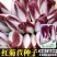 娃娃菜软化菊苣种子红结球菊苣种子菊苣种子玉兰菜种子包心菜
