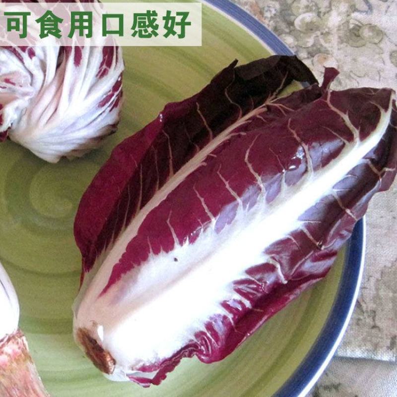 娃娃菜软化菊苣种子红结球菊苣种子菊苣种子玉兰菜种子包心菜