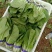 小白菜快菜航白菜小青菜视频看货代收代办，产地直供保质保量