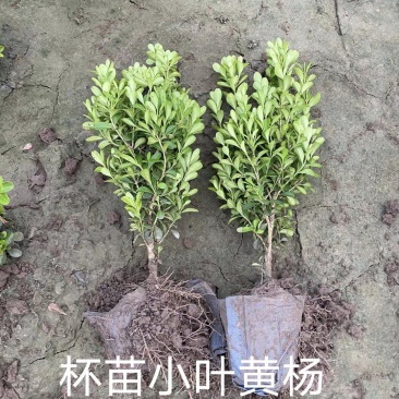 大量供应：30-60cm小叶黄杨，豆瓣黄杨，瓜子黄杨