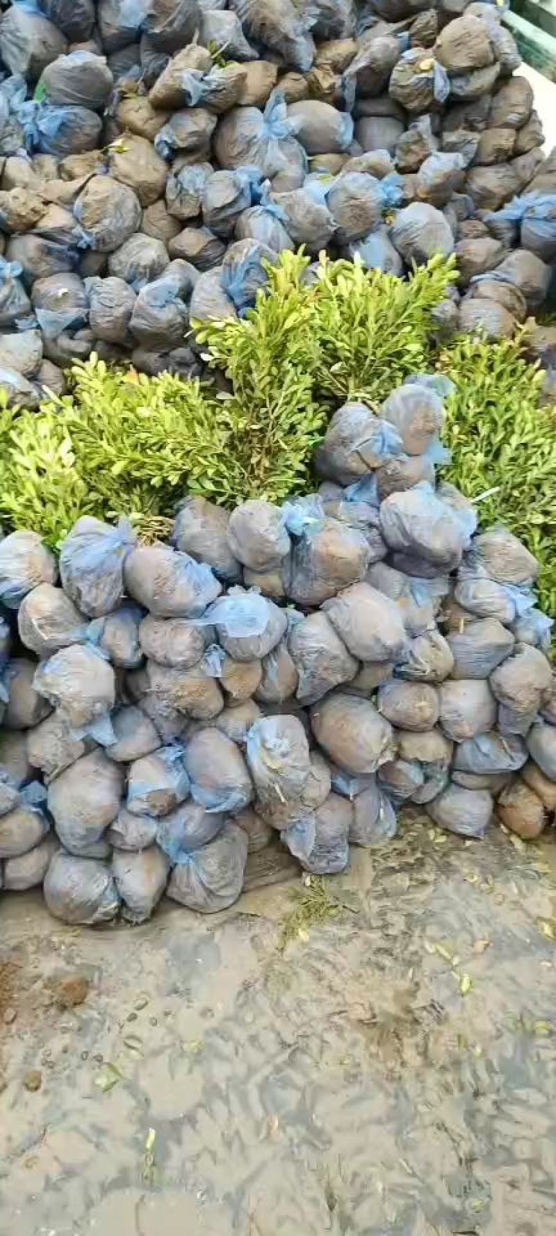 大量供应：30-60cm小叶黄杨，豆瓣黄杨，瓜子黄杨