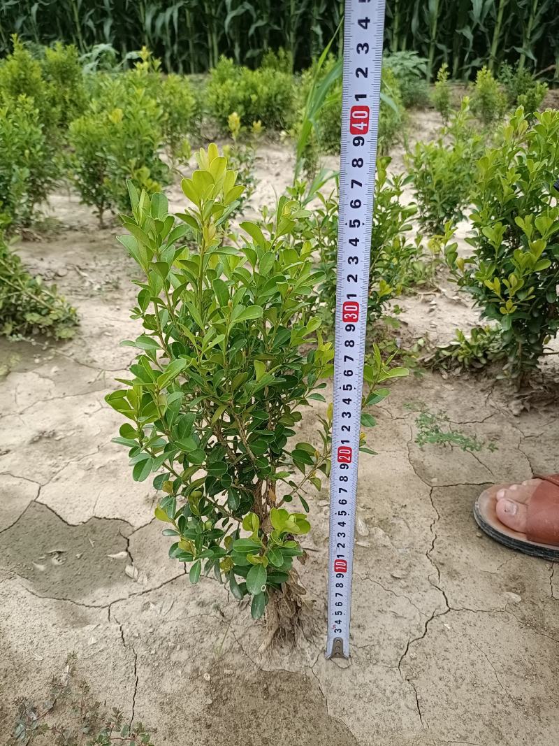 大量供应：30-60cm小叶黄杨，豆瓣黄杨，瓜子黄杨