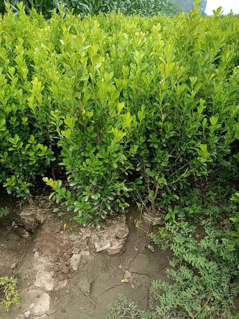 大量供应：30-60cm小叶黄杨，豆瓣黄杨，瓜子黄杨