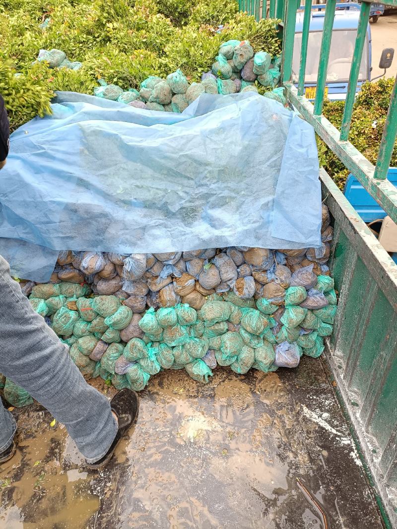 大量供应：30-60cm小叶黄杨，豆瓣黄杨，瓜子黄杨