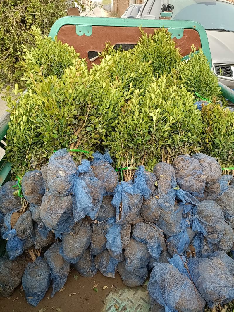 大量供应：30-60cm小叶黄杨，豆瓣黄杨，瓜子黄杨