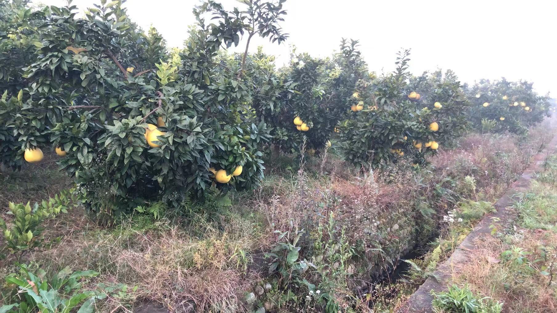 一片阳光充足的葡萄柚种植园,成排的果树挂满金黄色果实,农民正在手工采摘成熟的葡萄柚,地面覆盖有机 mulch,体现生态种植理念 葡萄柚果园实景