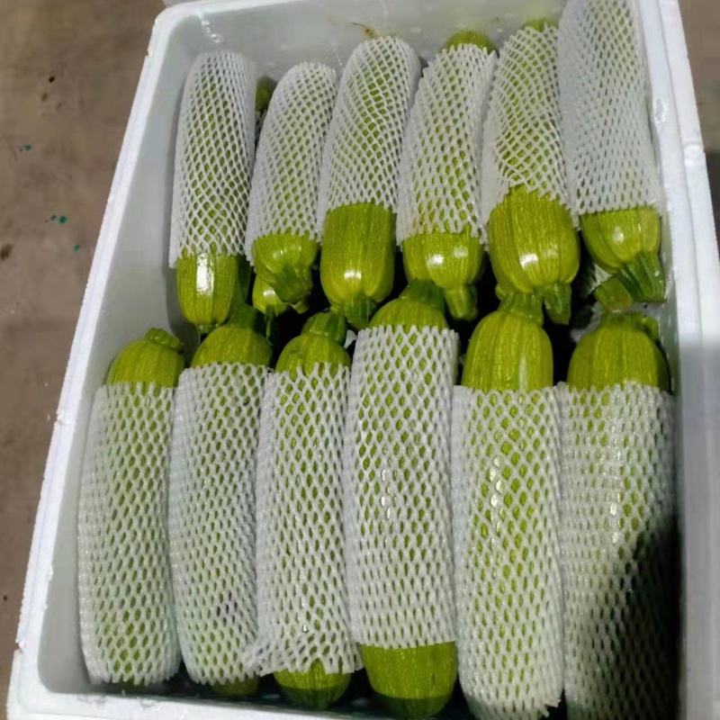 精品，西葫芦泡沫箱装，箱装，袋装货。都有