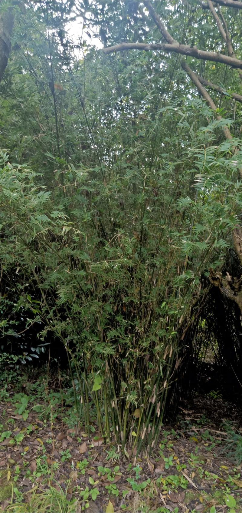 凤尾竹，量大，基地批发，规格大小齐全现场看苗，量大从优。