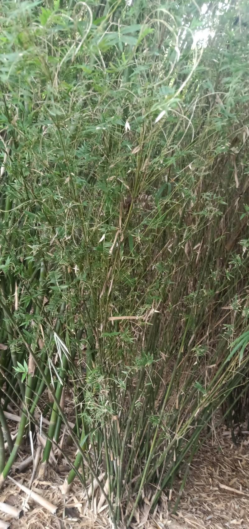 凤尾竹，量大，基地批发，规格大小齐全现场看苗，量大从优。