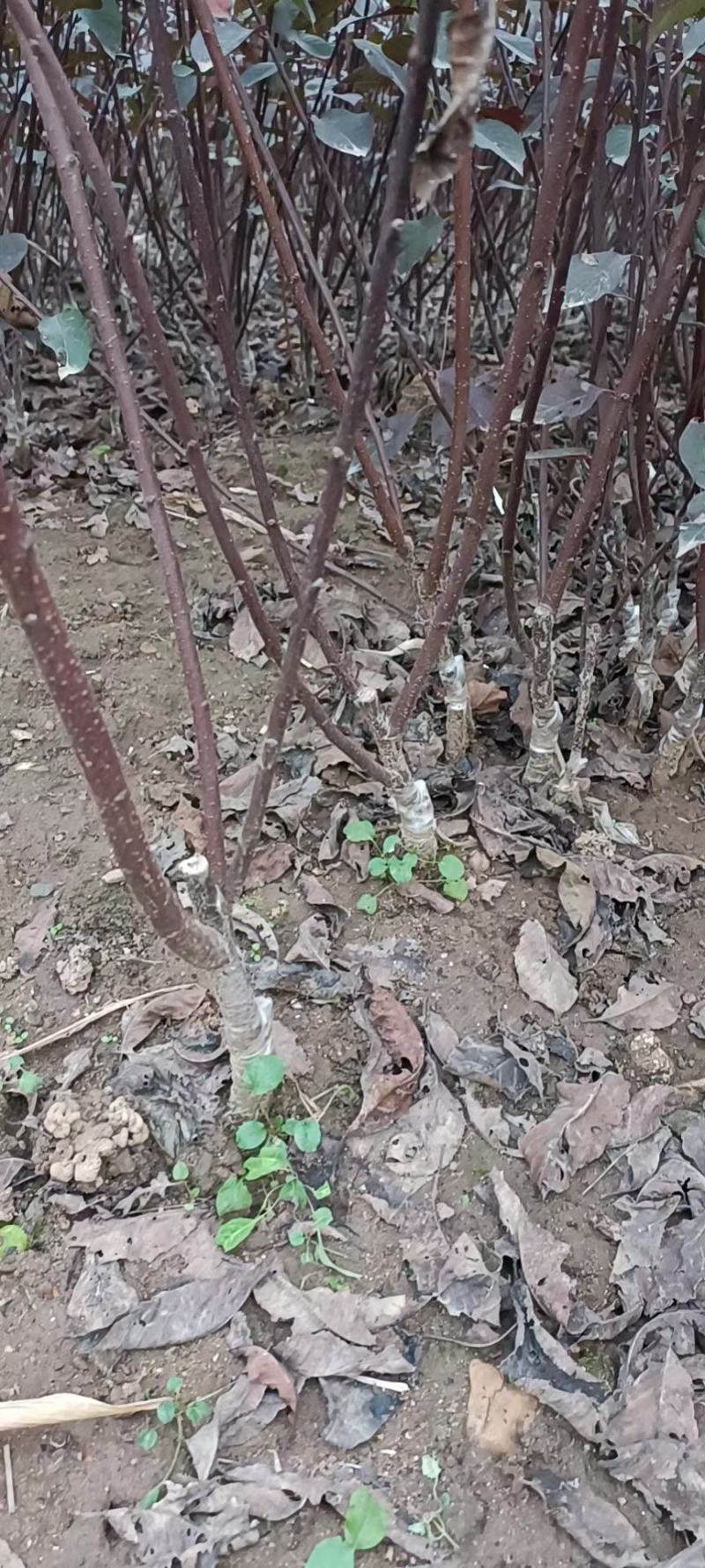 大量供应，高50-1米裸根，紫叶矮樱，嫁接苗，扦插苗，
