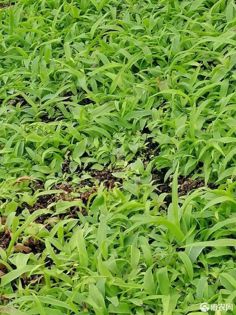 白芨直播苗一株四分