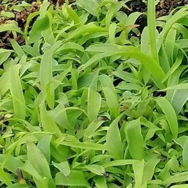 白芨苗2公分二毛五，直播苗一株四分
