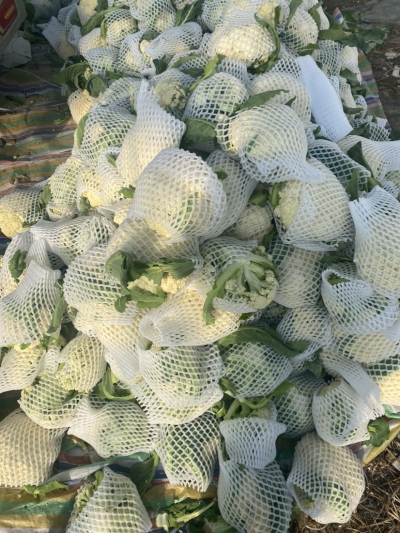 :【产地直供】有机花菜，青梗白面小米粒，对接加工厂