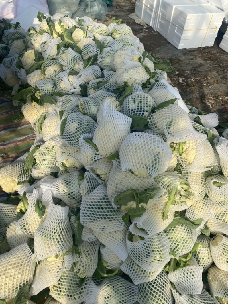 :【产地直供】有机花菜，青梗白面小米粒，对接加工厂