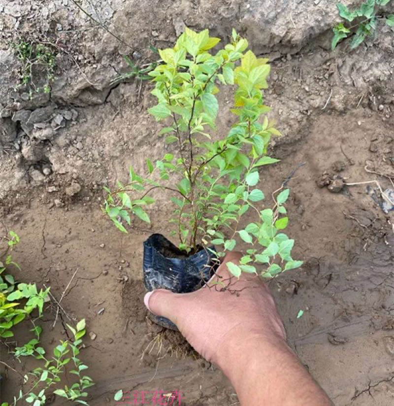 绣线菊，金焰绣线菊，金山绣线菊，大量供应