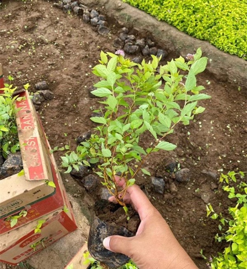 绣线菊，金焰绣线菊，金山绣线菊，大量供应