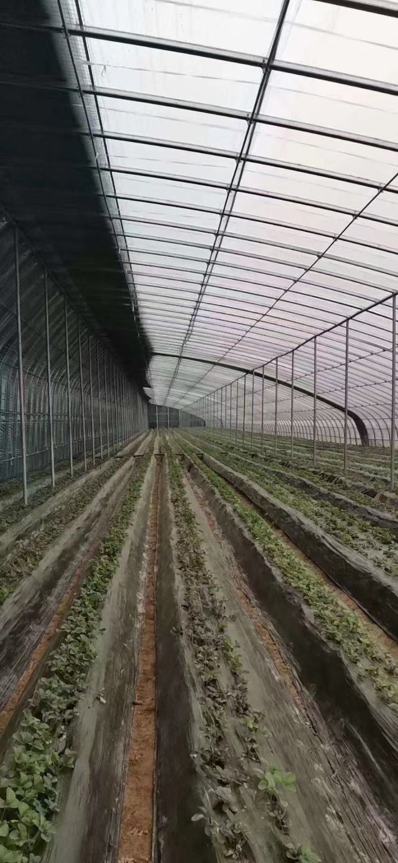 蔬菜大棚苗木大棚水果大棚拱形暖棚种植棚