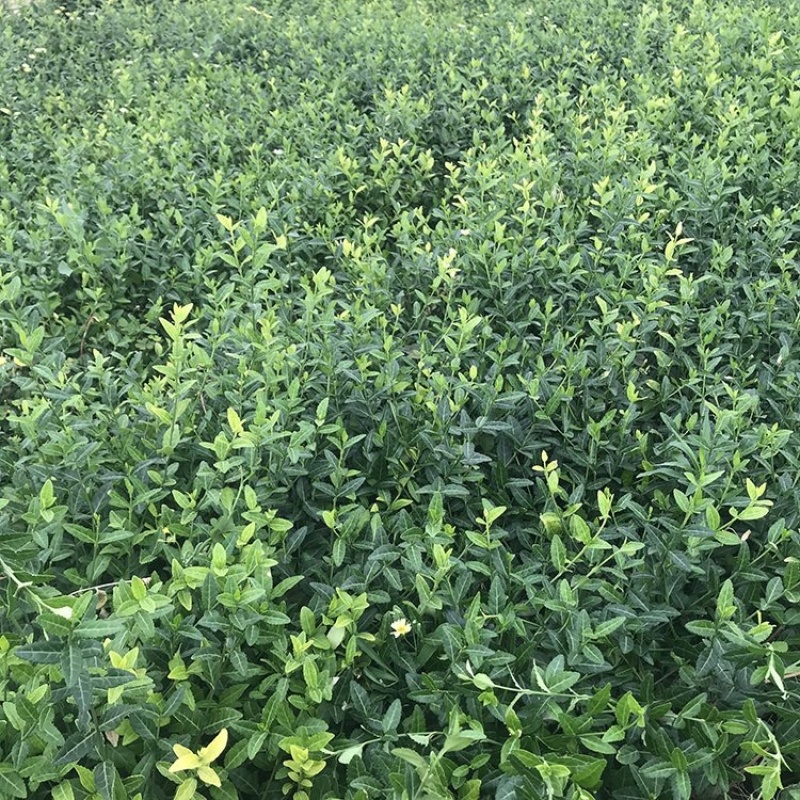 扶芳藤，基地直发，一手货源，量大质优，产地批发