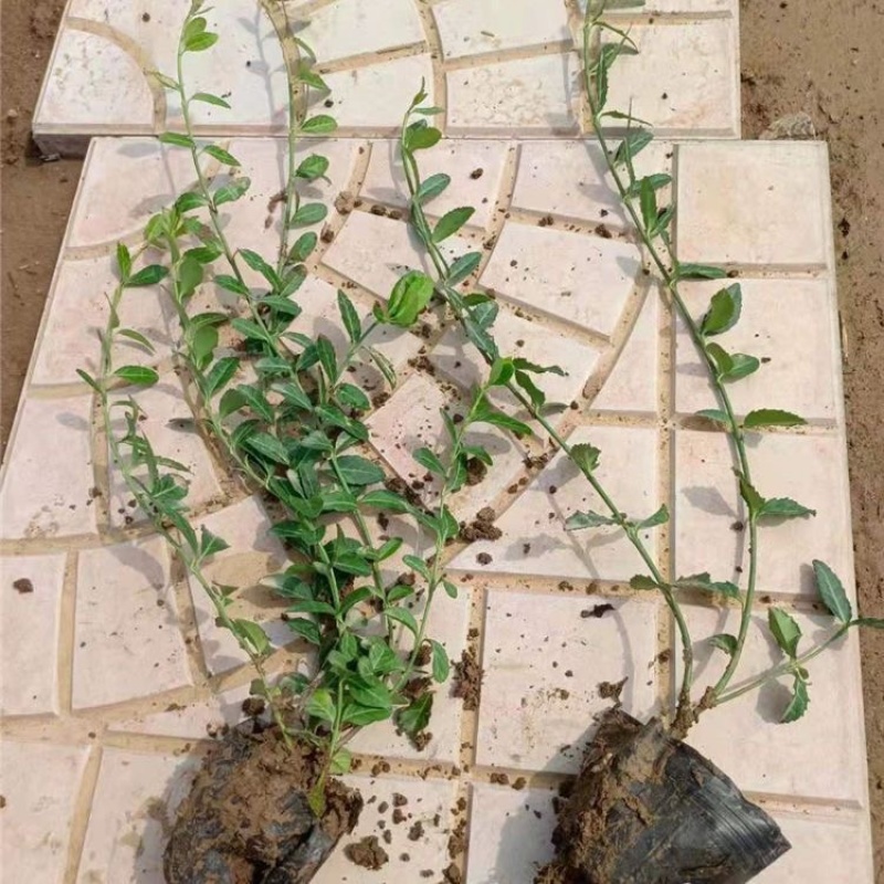 扶芳藤，基地直发，一手货源，量大质优，产地批发