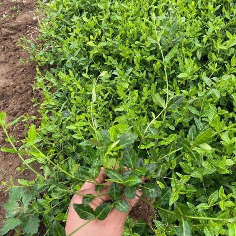扶芳藤，基地直发，一手货源，量大质优，产地批发