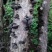 东北长白山椴木野生培植黑木耳秋耳小碗耳500克袋装