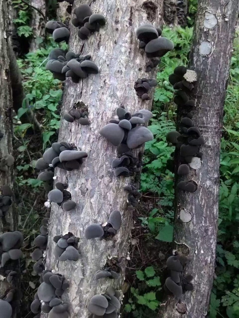 东北长白山椴木野生培植黑木耳秋耳小碗耳500克袋装