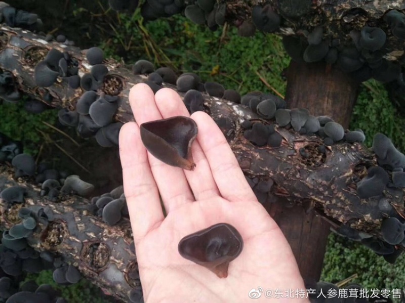 东北长白山椴木野生培植黑木耳秋耳小碗耳500克袋装