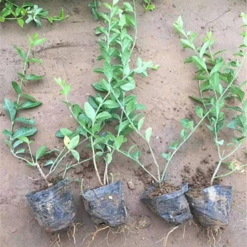 小叶扶芳藤小叶扶芳藤苗爬行卫矛批发基地