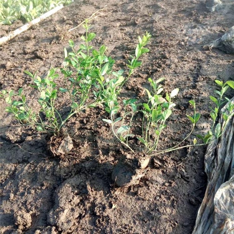 小叶扶芳藤小叶扶芳藤苗爬行卫矛批发基地