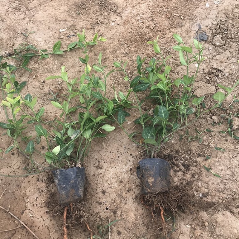 小叶扶芳藤小叶扶芳藤苗爬行卫矛批发基地