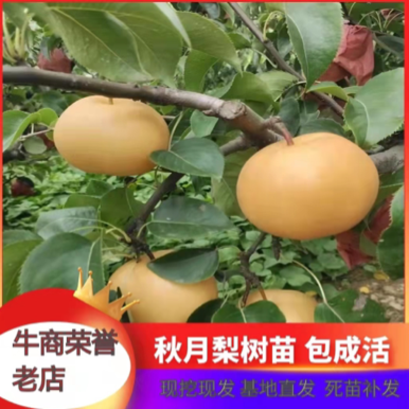 【视频起苗】秋月梨苗，皇冠，等各种梨苗视频起苗现挖现发