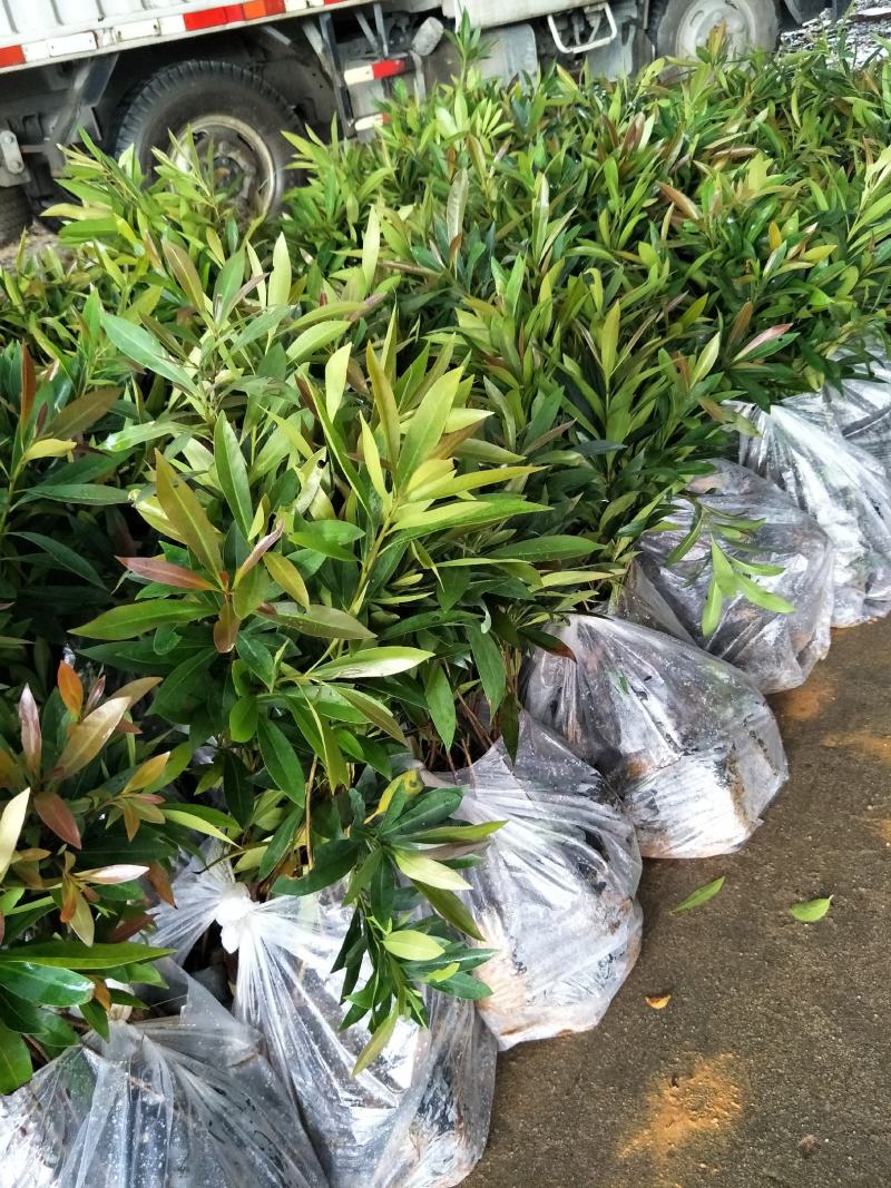 水蒲桃苗庭院绿化果树苗观叶观花观果