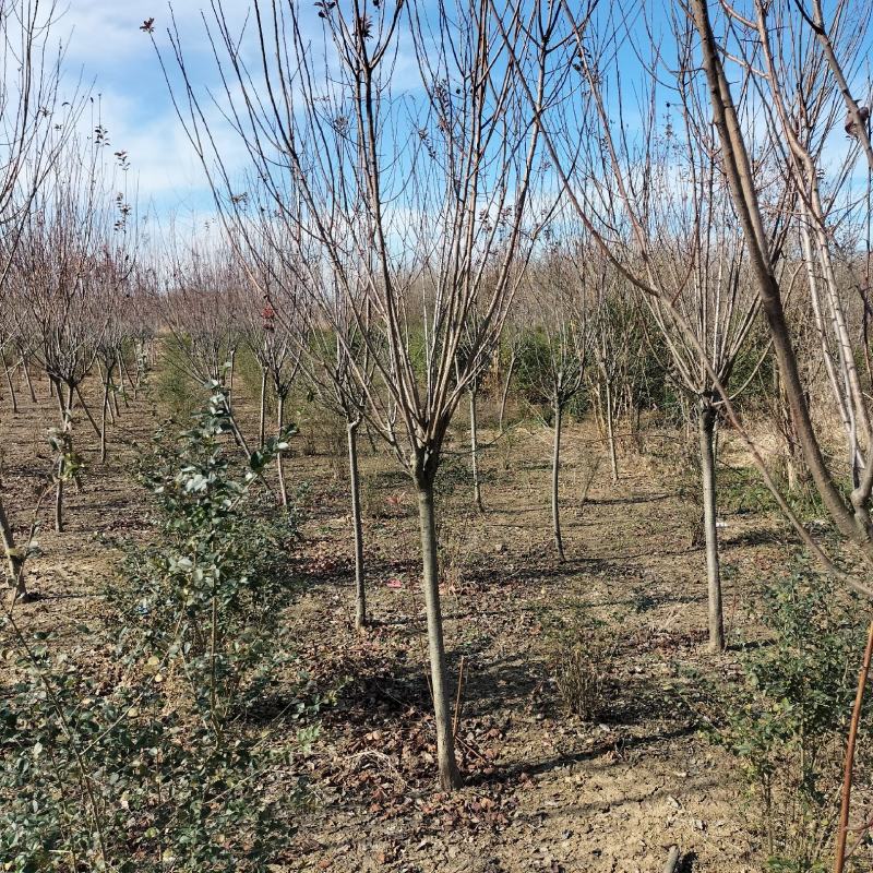 江苏省沐阳县凤里绿化苗木基地直发无中间商，大小规格齐全