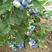 蓝莓苗奥尼尔塞拉蓝丰红果包成活包挂果基地直销