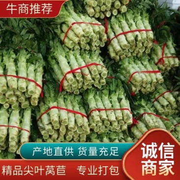 【推荐】南阳精品莴笋，红叶莴笋，产地直发，质量好欢迎