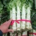 【推荐】南阳精品莴笋，红叶莴笋，产地直发，质量好欢迎