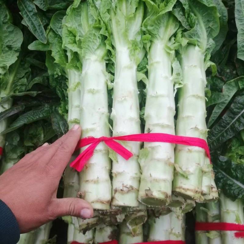 【推荐】南阳精品莴笋，红叶莴笋，产地直发，质量好欢迎