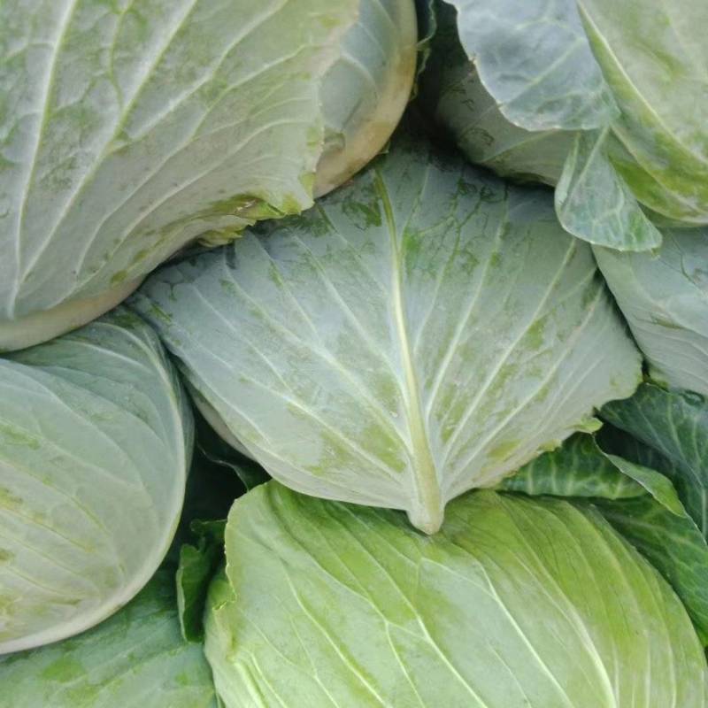 【精品】河南扁包菜河南包菜均2~3公斤质量保证