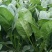 山东暖棚小叶菠菜大量供应，支持市场，商超，各种规格以