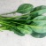 山东暖棚小叶菠菜大量供应，支持市场，商超，各种规格以