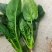山东暖棚小叶菠菜大量供应，支持市场，商超，各种规格以