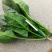 山东暖棚小叶菠菜大量供应，支持市场，商超，各种规格以
