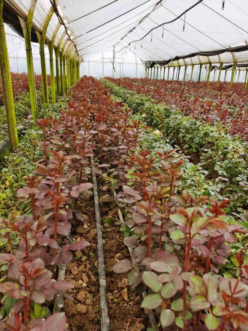 玫瑰鲜花基地直销鲜切花常年供应地摊花店婚庆