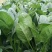 山东暖棚小叶菠菜大量供应，支持市场，商超，各种规格以