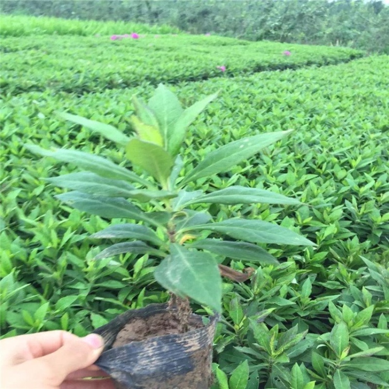宿根福禄考，一手货源，产地直发，量大质优