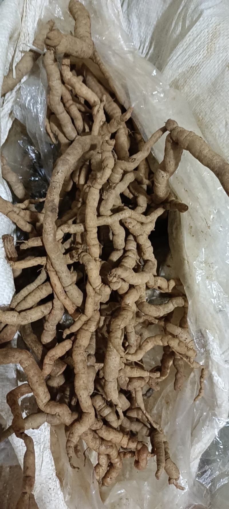 巴戟天货靓老身，高品质，大条
