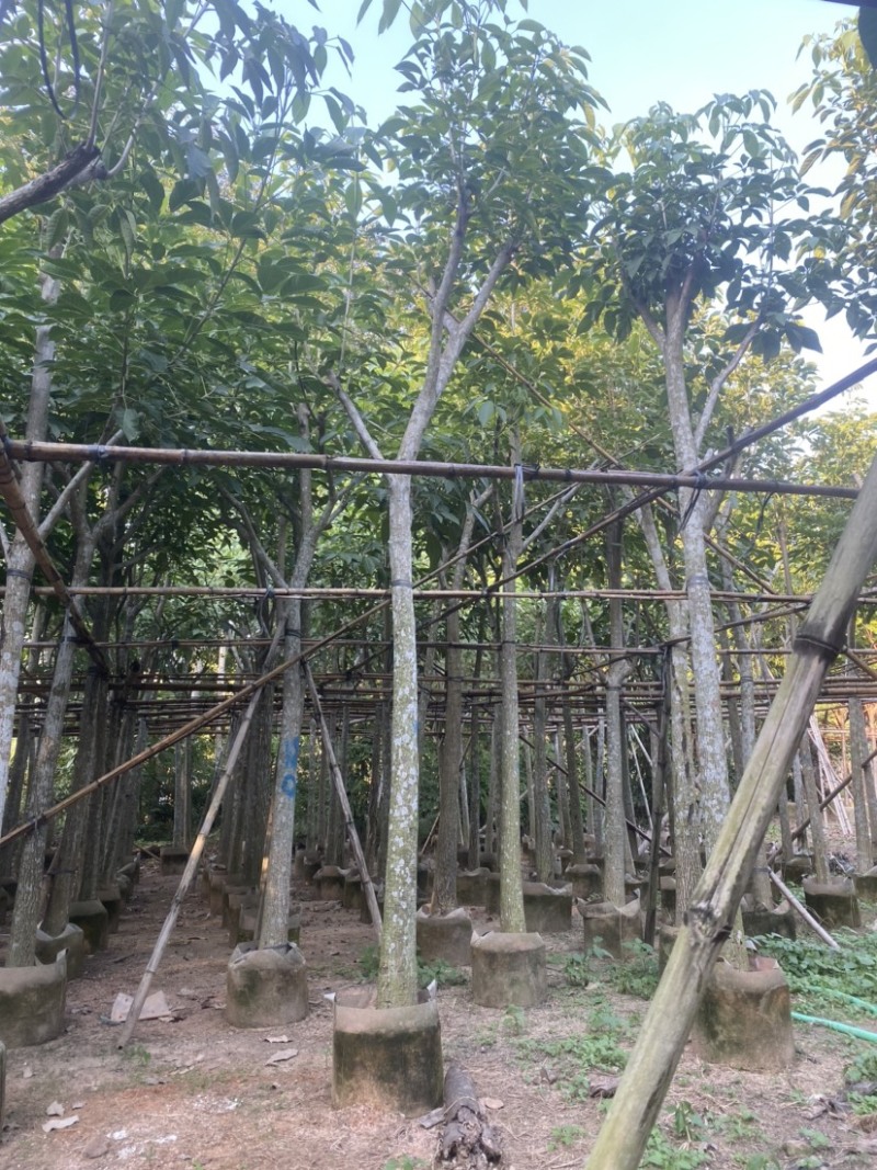 红花风铃木。各种规格齐全。支持视频看货欢迎联系