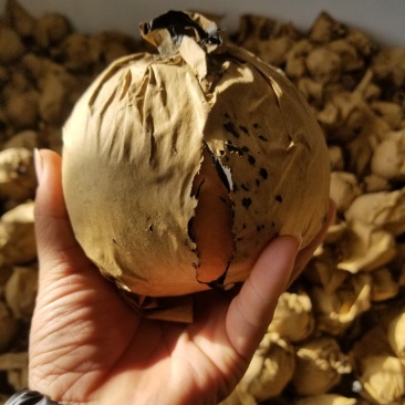 晚秋黄梨