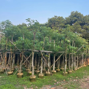 糖胶树、盆架子各种规格齐全。广东产地直发，品质保证